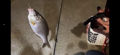 タナゴの釣果