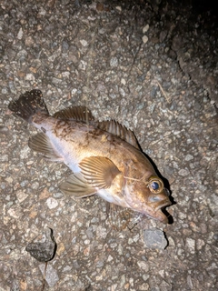 シロメバルの釣果