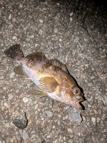 シロメバルの釣果