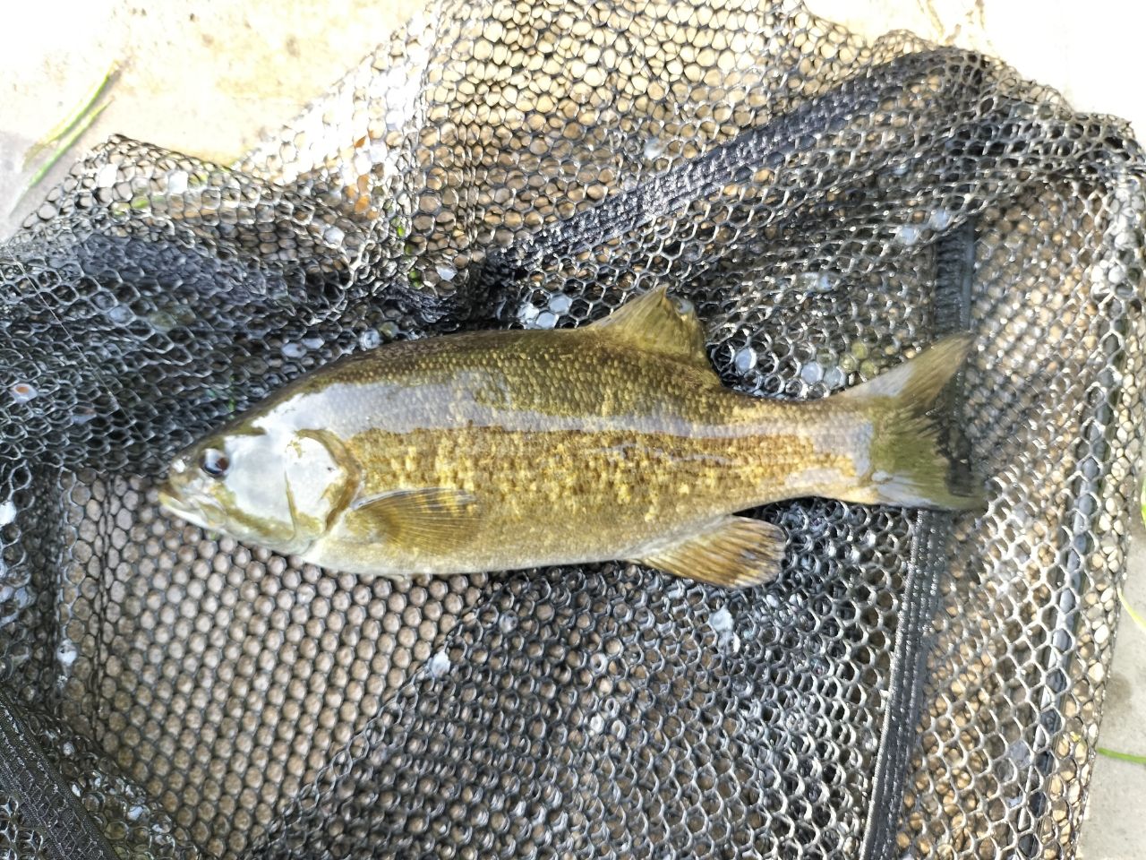 スモールマウスバス