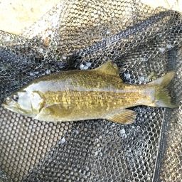 スモールマウスバス