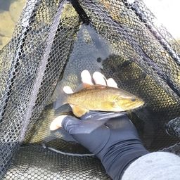 スモールマウスバス