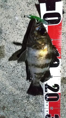 メバルの釣果