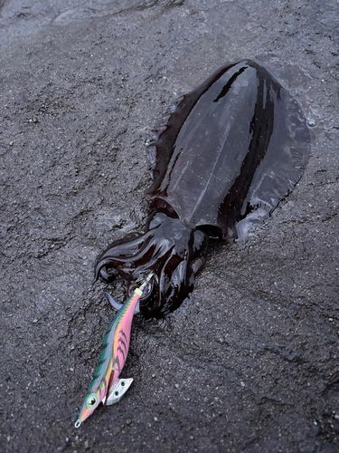 アオリイカの釣果
