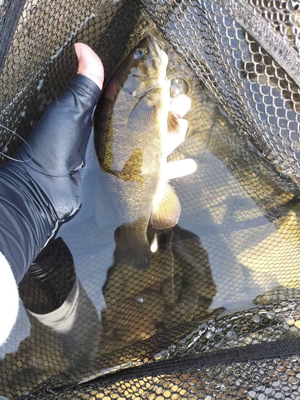 スモールマウスバス