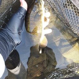 スモールマウスバス