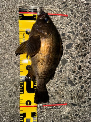 メバルの釣果