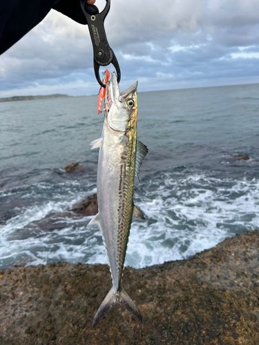 サゴシの釣果