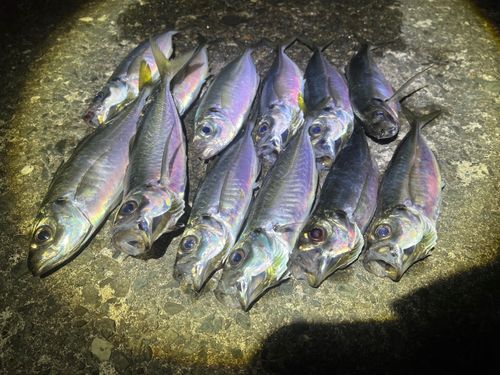 アジの釣果