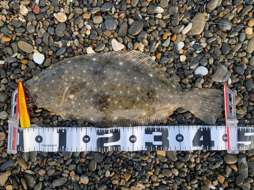 ヒラメの釣果