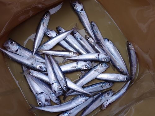 サバの釣果
