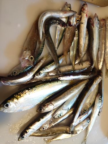 ウルメイワシの釣果