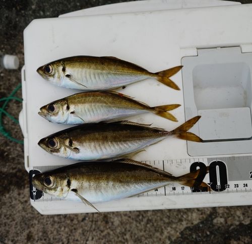 マアジの釣果