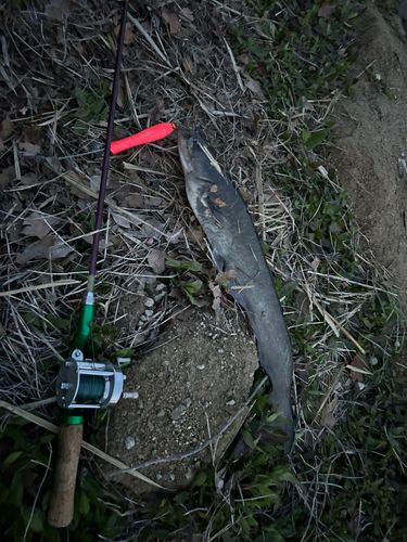 ナマズの釣果