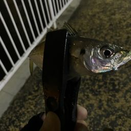 アジ