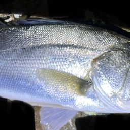 フッコ（マルスズキ）