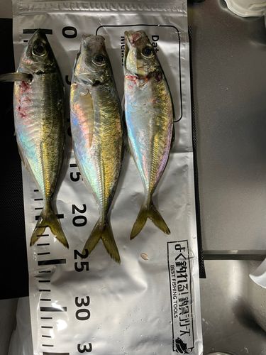 アジの釣果