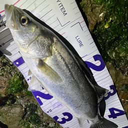 フッコ（マルスズキ）