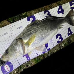 フッコ（マルスズキ）