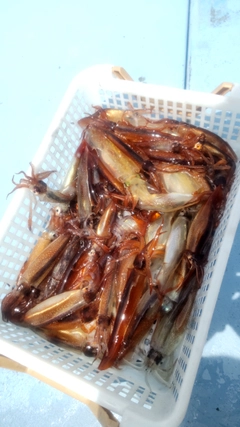 ムギイカの釣果