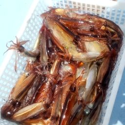 ムギイカ