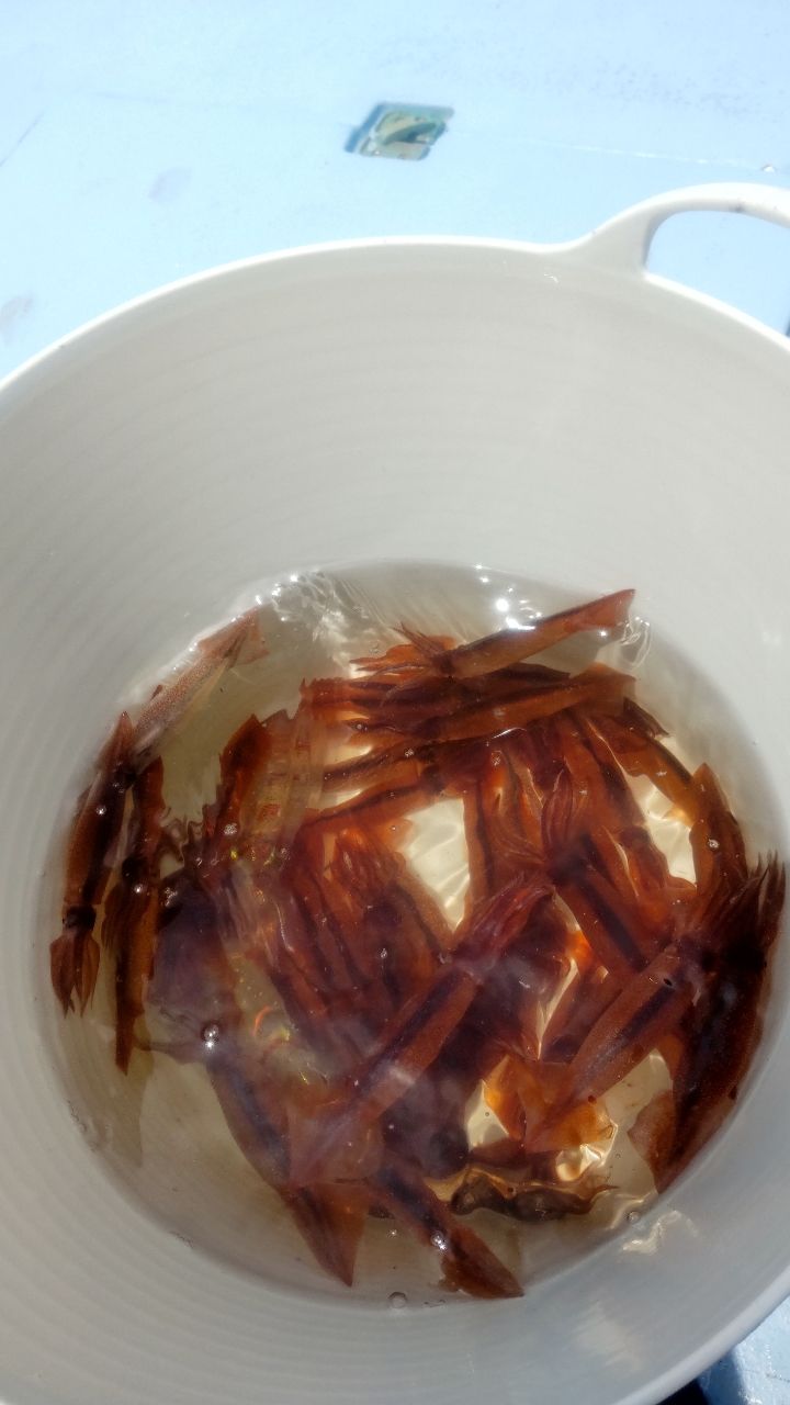 イカ時々魚さんの釣果 2枚目の画像