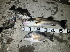 キビレの釣果