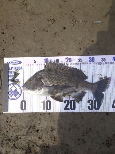 クロダイの釣果