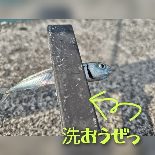 サバの釣果