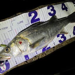 フッコ（マルスズキ）