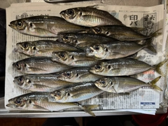 アジの釣果
