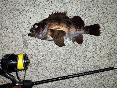 メバルの釣果