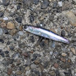 カタクチイワシ