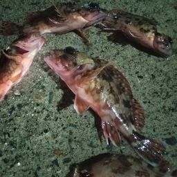カサゴ