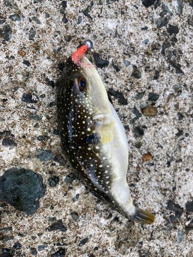 フグの釣果