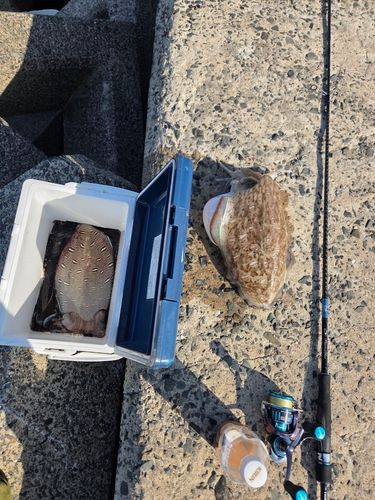 モンゴウイカの釣果