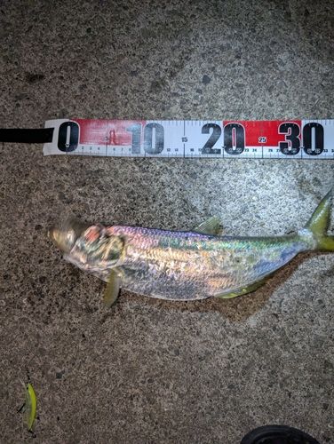 ママカリの釣果