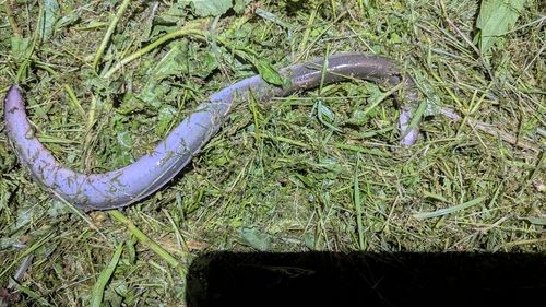 ウナギの釣果