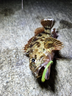 カサゴの釣果