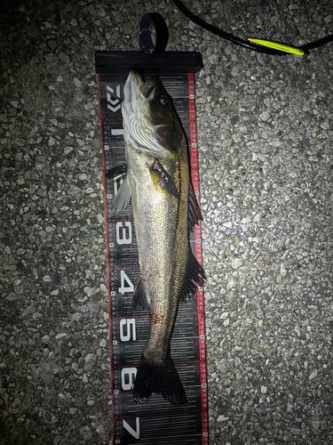 シーバスの釣果