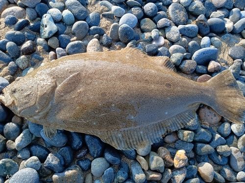 ヒラメの釣果