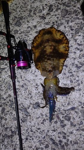 アオリイカの釣果
