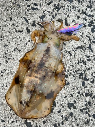 アオリイカの釣果