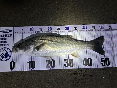 フッコ（マルスズキ）の釣果