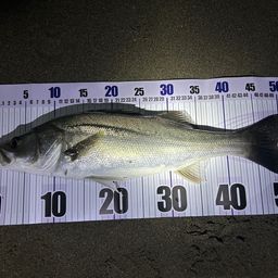 フッコ（マルスズキ）