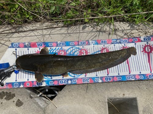 ナマズの釣果