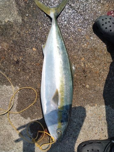 ブリの釣果