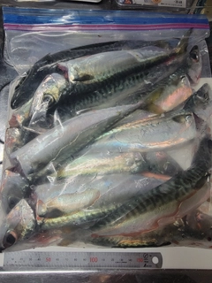 サバの釣果