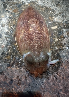 コウイカの釣果