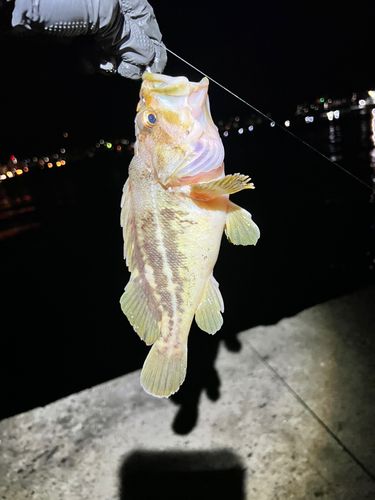 シマゾイの釣果